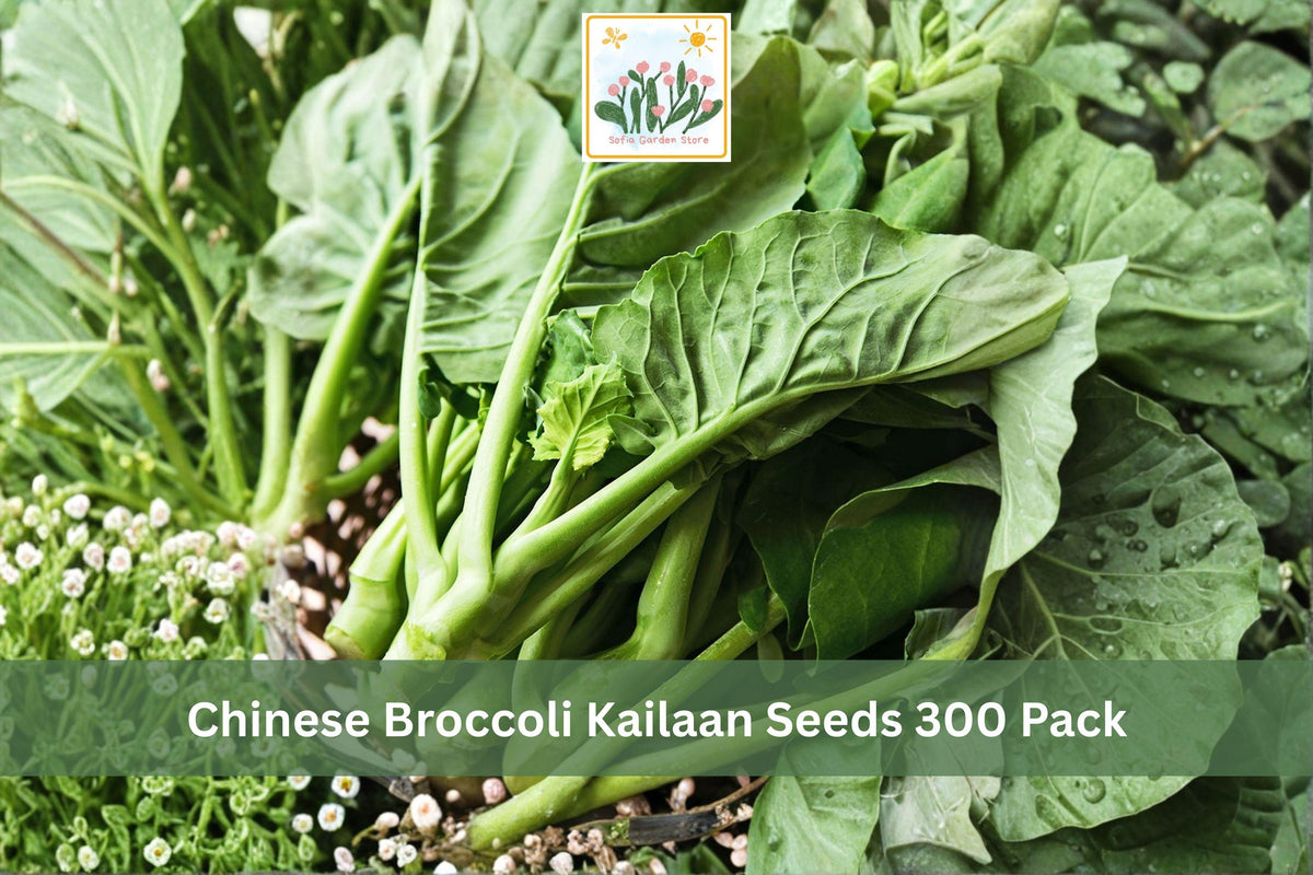 300 Seeds Chinese Broccoli Kailaan Brassica alboglabra Vegetable Garden