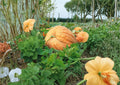 Dills Atlantic Giant Pumpkin Seeds – Heirloom Non-GMO Giant Pumpkin Variety for Record-Breaking Size, Garden Growing, Fall Displays