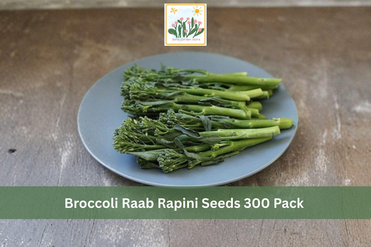 300 Broccoli Raab Rapini Seeds Brassica rapa Spring Rapini Vegetable