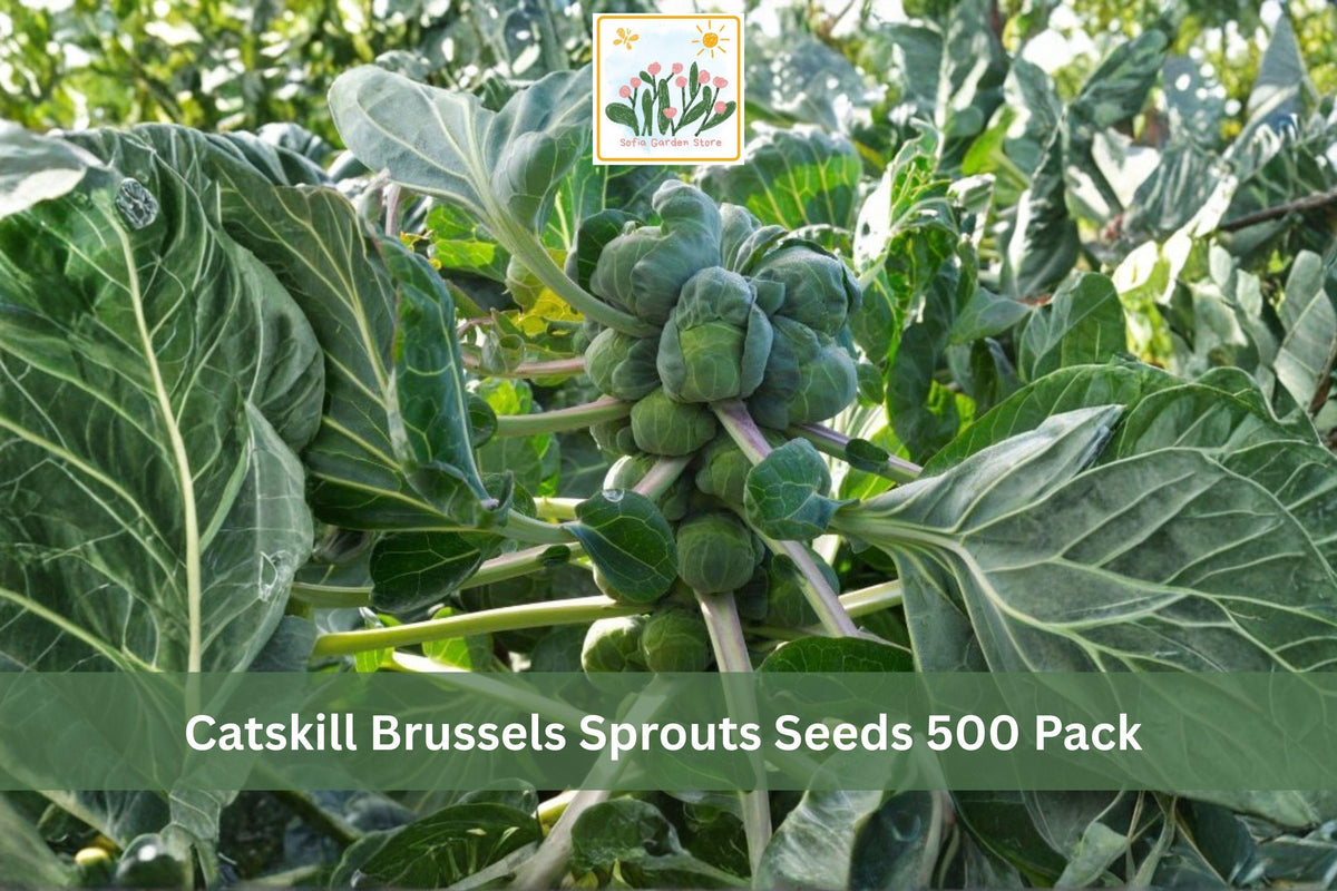 500 Seeds Catskill Brussels Sprouts Brassica oleracea Heirloom Vegetable Garden