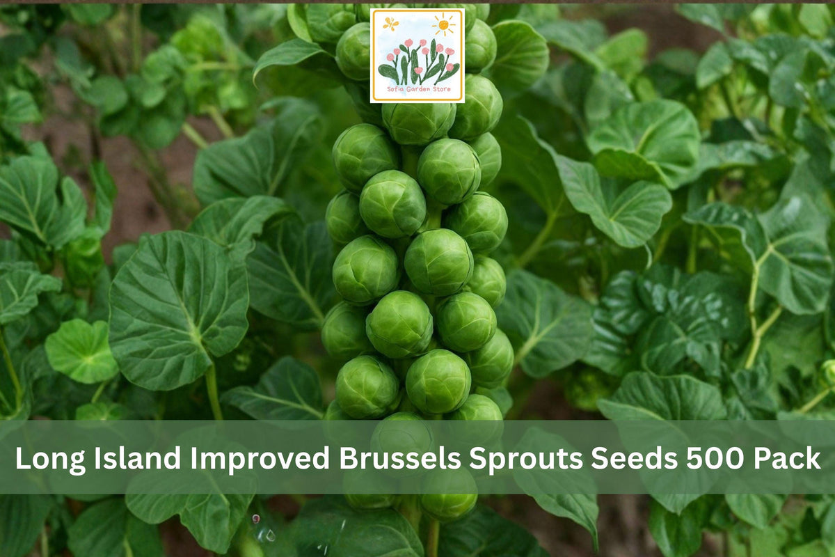 500 Seeds Brussels Sprouts Long Island Improved Heirloom Vegetable Garden