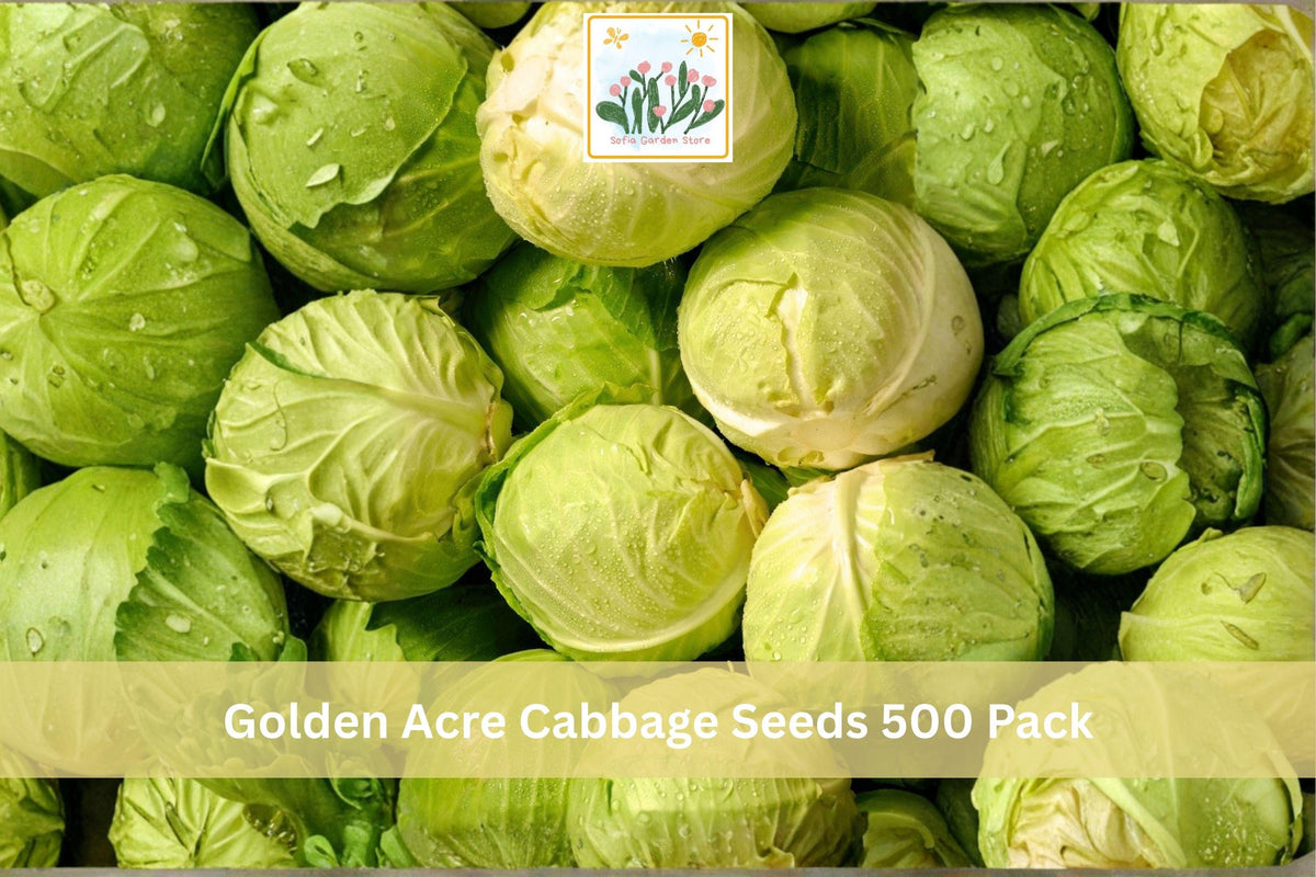 500 Seeds Golden Acre Cabbage Brassica oleracea Heirloom Vegetable Garden