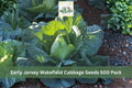 500 Seeds Early Jersey Wakefield Cabbage Brassica oleracea Heirloom Vegetable