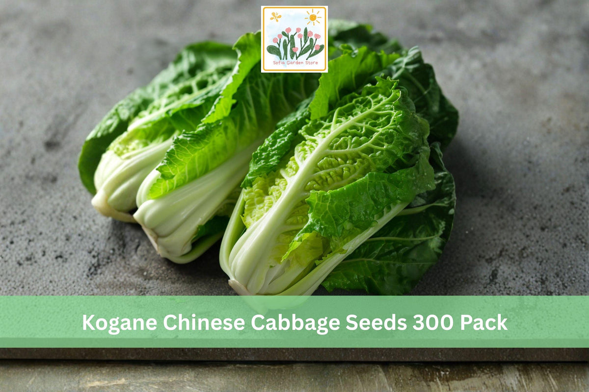 300 Seeds Kogane Chinese Cabbage Brassica rapa Pekinensis Napa Cabbage Vegetable Seeds