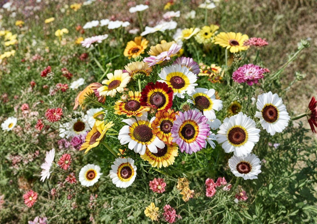 Painted Daisy Seeds | Chrysanthemum carinatum | Colorful Tricolor Wildflower for Gardens & Borders