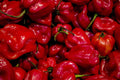 Habanero Caribbean Red Pepper Seeds – Heirloom Non-GMO High Yield Chili for Hot Sauces & Spicy Dishes (25 Seeds)