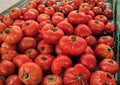 VR Moscow Tomato Seeds – Heirloom Red Slicing Tomatoes, Cold Tolerant, 30 Seeds, Vegetable Seed for Home Gardens