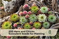 200 Hens and Chicks Succulent Seeds – Sempervivum Rosette Perennials for Rock Gardens & Containers