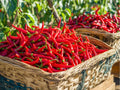 Red Long Cayenne Pepper Seeds – 25 Count, Hot Chili, Drying & Cooking, Capsicum annuum