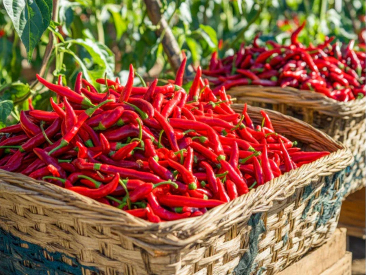 Red Long Cayenne Pepper Seeds – 25 Count, Hot Chili, Drying & Cooking, Capsicum annuum