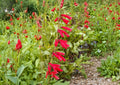 Penstemon Eatonii Firecracker Seeds – Red Hummingbird Perennial Wildflower for Pollinator Gardens & Xeriscape