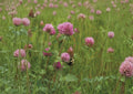 Mammoth Red Clover Seeds, Trifolium Pratense, Pollinator-Friendly Flowering Legume for Soil Improvement, 1000 Seeds