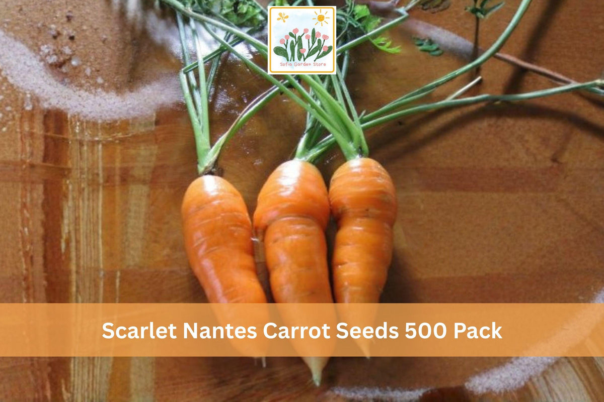 500 Seeds Scarlet Nantes Carrot Daucus carota Vegetable Garden Seeds