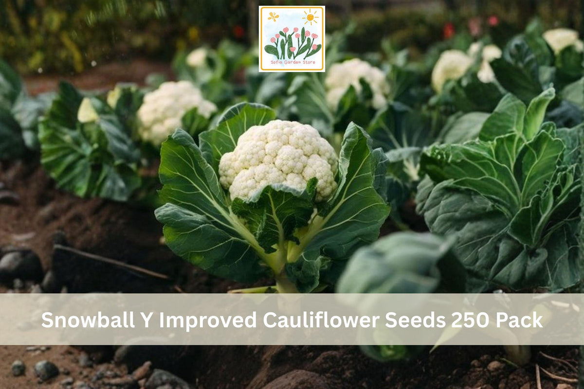 250 Seeds Snowball Y Improved Cauliflower Heirloom Vegetable Garden Seeds