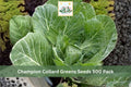 500 Seeds Champion Collard Greens Vegetable Garden