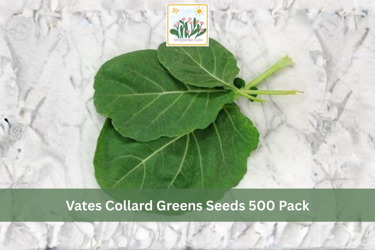 500 Seeds Vates Collard Greens Heirloom Vegetable Garden Greens