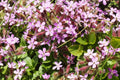 Rock Soapwort Seeds – Pink Perennial Ground Cover for Gardens, Saponaria officinalis, 100+ Non-GMO Seeds