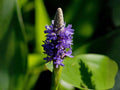 Pontederia Cordata Seeds – Native Aquatic Pond Plant – Blue Pickerel Weed – Water Garden, Wetland, Marsh, Rain Garden, 10 Seeds