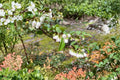 Evergreen Huckleberry Cuttings - Vaccinium ovatum Native Edible Berry Shrub for Landscaping and Gardens