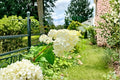 Vanilla Strawberry Hydrangea Cuttings 6-7" Unrooted Hydrangea paniculata Shrub for Garden Propagation