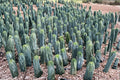 Blue Candle Cactus Seeds 25 Myrtillocactus geometrizans Grafting Rootstock Columnar Cactus for Xeriscape