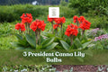 President Canna Lily Bulbs – Red Tropical Flowering Plant, Canna indica, Garden Bulbs for Borders & Landscape