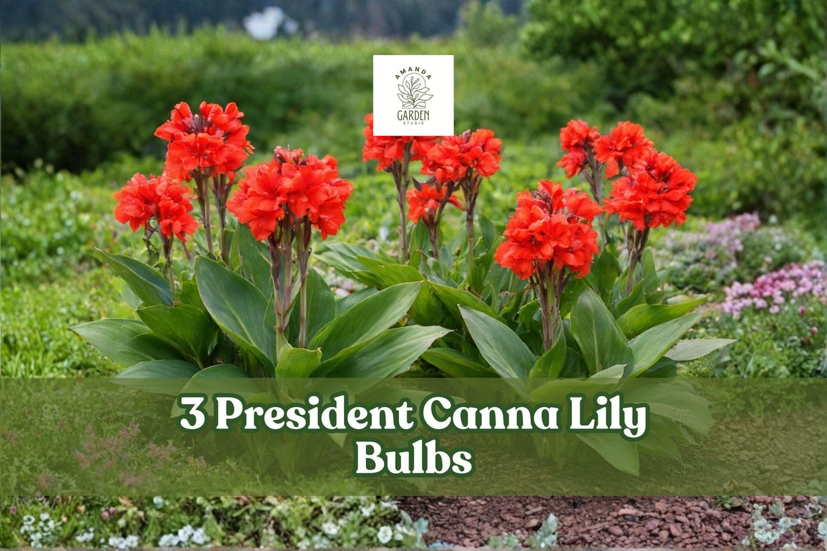 3 Canna Lily Bulbs – Red President Variety - Canna indica - Tropical Flowering Plant for Gardens & Landscapes