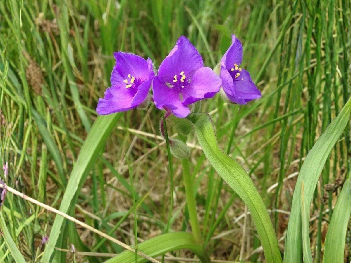 150 Seeds Tradescantia bracteata Prairie Spiderwort Native Wildflower