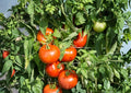 Rutgers Tomato Seeds – 30 Heirloom Slicing Tomato Seeds for Home Garden, Bright Red, Firm Flesh, Reliable Yield
