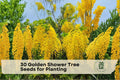 Golden Shower Tree Seeds – Cassia fistula, Bright Yellow Flowers, Ornamental Flowering Tree, Tropical Landscape Plant