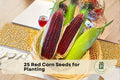 25 Red Corn Seeds - Bloody Butcher Zea mays Heirloom Red Kernel Grain for Planting, Ornamental & Edible Garden Crop