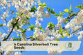Carolina Silverbell Tree Seeds - Halesia carolina, White Bell-Shaped Flowers, Native Deciduous Ornamental Tree, 6 Large Seeds