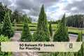 50 Balsam Fir Seeds for Planting - Abies balsamea Evergreen Conifer Tree, Pyramidal Shape, Dark Green Needles