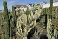 Euphorbia Ammak Cutting 12" | Columnar Succulent | Drought Tolerant Euphorbia ammak Plant