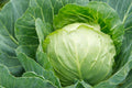 All Seasons Cabbage Seeds – Heirloom Non-GMO Brassica Oleracea for Vegetable Gardens, 500+ Pack