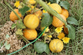 Lemon Cucumber Seeds – Heirloom Non-GMO Pickling Variety – Sweet Round Yellow Fruits – Cucumis sativus