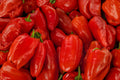 Giant Marconi Red Pepper Seeds – Heirloom Italian Sweet Pepper Variety, Large Fruits, Open-Pollinated Capsicum annuum