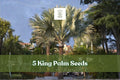 5 King Palm Seeds - Archontophoenix Palm Tree - Tropical Ornamental Foliage - Ideal for Containers & Gardens