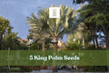 5 King Palm Seeds – Archontophoenix spp. Tropical Palm Tree for Outdoor or Container Planting