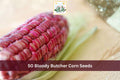 50 Seeds Bloody Butcher Corn Heirloom Red Dent Corn