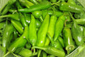 Lumbre Hot Pepper Seeds – Heirloom Spicy Red Chili, Capsicum annuum, High Yield, Hot Sauce & Drying