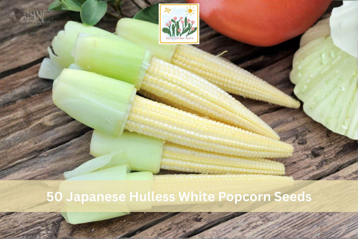 50 Seeds Japanese Hulless White Popcorn Heirloom Corn