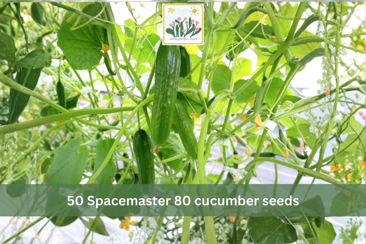 50 Seeds Spacemaster 80 Cucumber Compact Bush Slicing