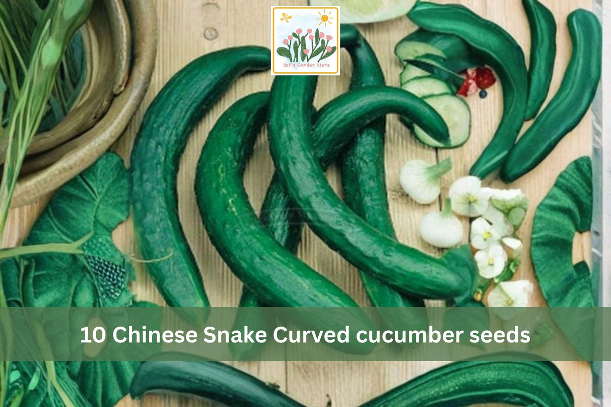 10 Seeds Chinese Snake Curved Cucumber Long Asian Heirloom Cucumis sativus Garden
