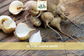 10 Seeds Jicama Pachyrhizus erosus Root Vegetable Garden