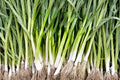 Evergreen Bunching Onion Seeds – Heirloom Scallion Variety for Home Gardens, Fresh Green Tops, White Stalks, All-Season Growth