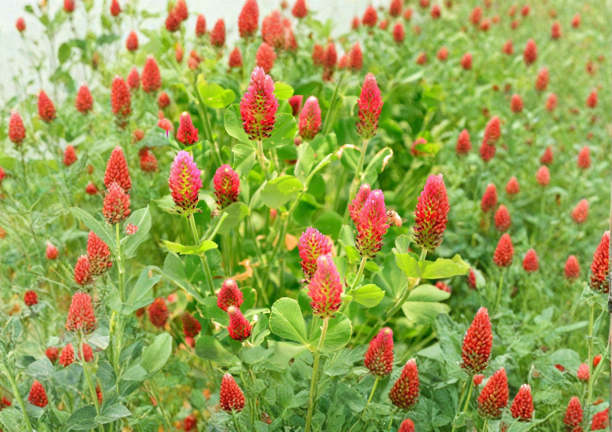Crimson Clover Dixie Cover Crop Seeds – Trifolium incarnatum Non-GMO, Pollinator-Friendly, Soil Fertility, 300 Seeds