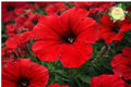 Cherry Taffeta Petunia Seeds – 1000+ Perennial Flower Seeds for Borders, Containers, and Gardens | Petunia × hybrida