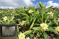 Yellow Plumeria Cutting – 10" Triple Head Frangipani, Tropical Flowering Tree, Fragrant Yellow Blooms, Plumeria spp.
