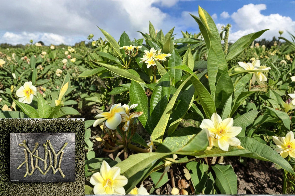 Yellow Plumeria Cutting – 10" Triple Head Frangipani, Tropical Flowering Tree, Fragrant Yellow Blooms, Plumeria spp.